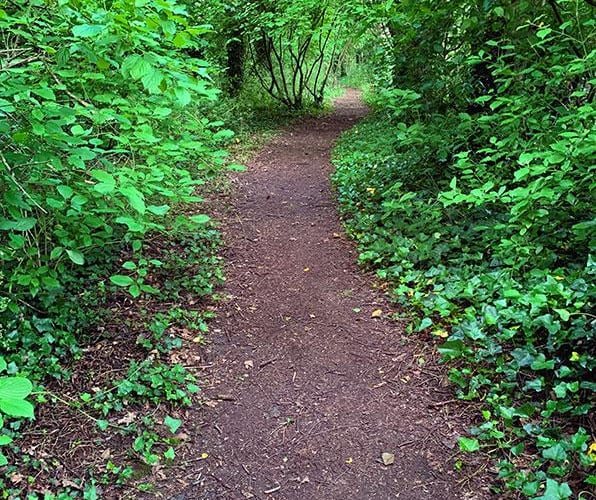 Stowey Green Spaces organises litter picks of walks such as this in Bypass Wood.