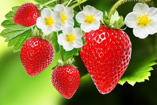 New strawberry plants can be easily produced from runners (Photo: Britannica)