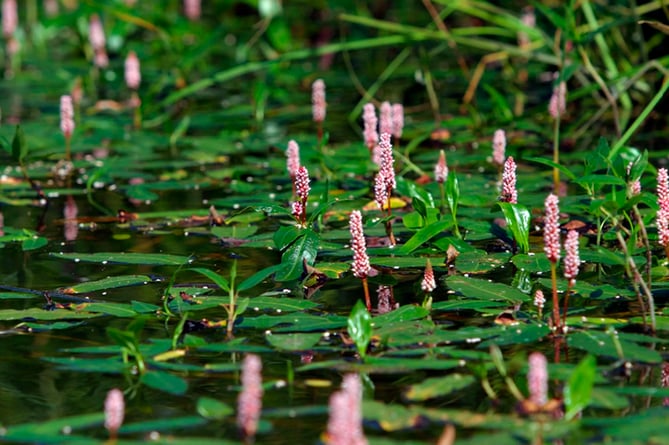 Amphibious Bistort (Persicaria amphibia) (Photo: Barry Hitchcock)
