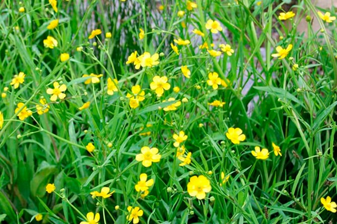 Lesser Spearwort (Rannunculus Flammula) (Photo: Barry Hitchcock)