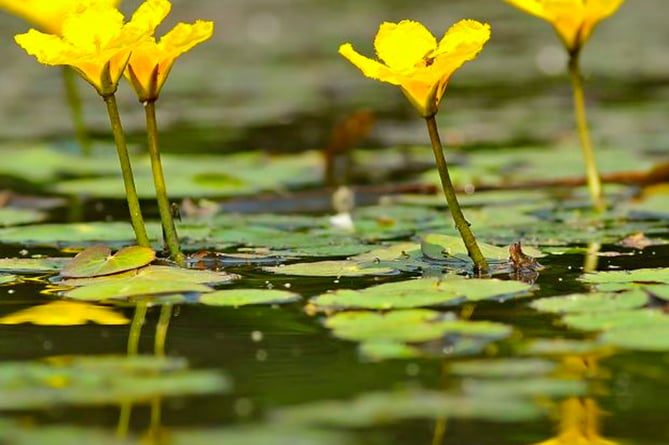 Fringe Lily (Nymphoides Peltata) (Photo: Barry Hitchcock)
