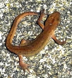 A palmate newt on concrete (Photo: Barry Hitchcock)