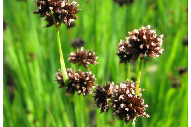 The invasive flying hedgehogs (Juncus Ensifolius) (Photo: Barry Hitchcock)