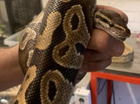 West Somerset zoo staff rescue two abandoned pythons