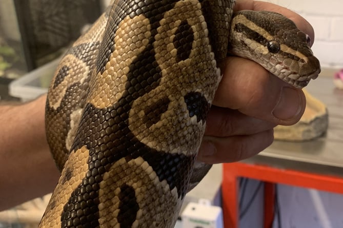 An abandoned royal python snake now being cared for in West Somerset's Tropiquaria Zoo.