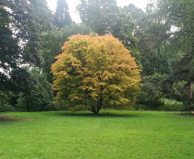 Consultation on village playing field tree planting plan