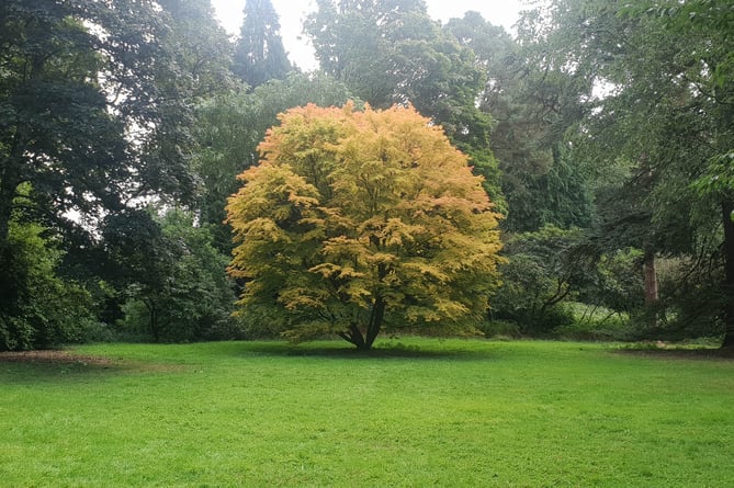 Wootton Courtenay Parish Council is being consulted on September 11 on the idea of planting trees on the village playing fields.