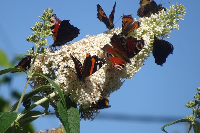 Buddleia is a butterfly favourite (Photo: Butterfly Conservation Trust)