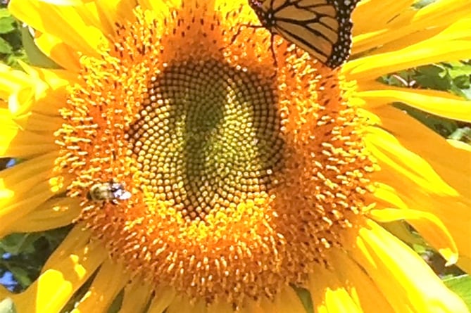 Butterflies are attracted to sunflowers
