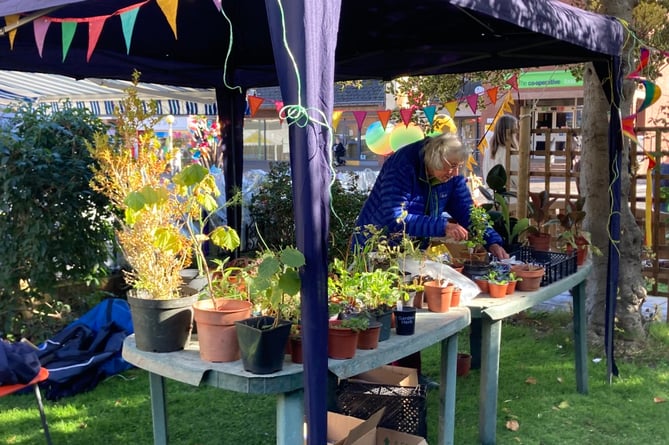 The plant stall was a popular draw for visitors at the Minehead Climate Fair