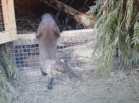 Pine martens step closer to Exmoor reintroduction