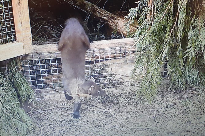 A pine marten takes its first step into wilds of the Westcountry. PHOTO: Devon Wildlife Trust. Dartmoor Exmoor