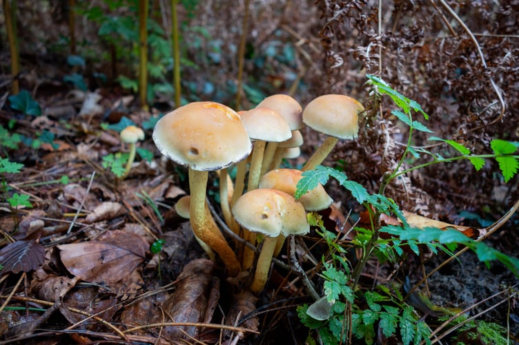 Scenes from last years' "Fantastic Fungi & Lichens" events Photos Minehead Coast and Development Trust
