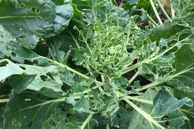 Cabbages after an attack by slugs Photo The Pink Wheelbarrow