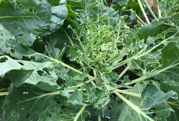 Cabbages after an attack by slugs Photo The Pink Wheelbarrow