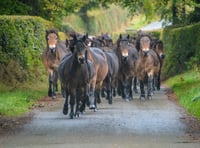 Annual gathering of Exmoor Ponies is rare spectacle