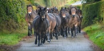 Annual gathering of Exmoor Ponies is rare spectacle