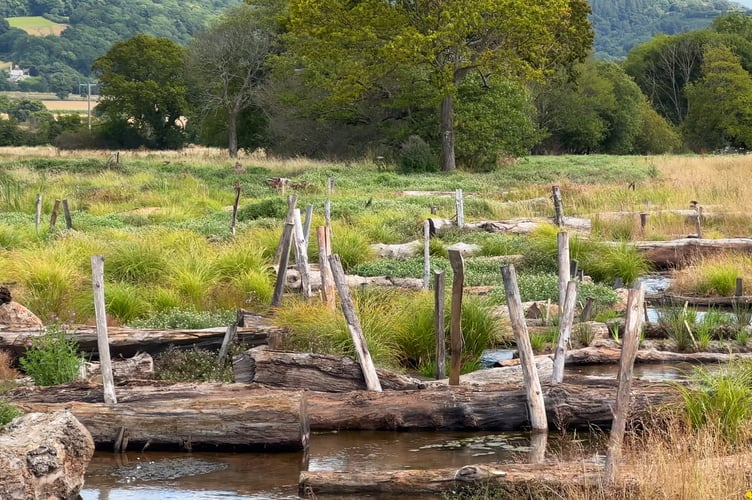 Logs were used to help hold water in the landscape to create new areas of wetlands on the Holnicote Estate, Exmoor. PHOTO: National Trust.