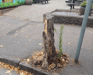 Councillors look at spending £8k to replace town centre trees