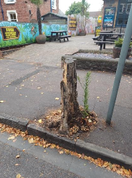 A stump near the Hairy Dog public house, in The Avenue, Minehead, where town councillors are being asked to plant one of four new trees. PHOTO: MTC.