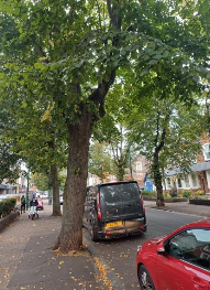 A lime tree near Foxes Lodge, in The Avenue, Minehead, which is due to be felled. PHOTO: MTC.