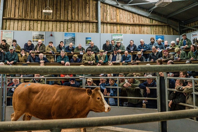 The sale ring at Cutcombe Market