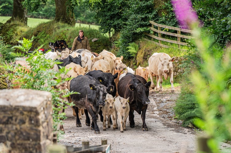 Cows and calves at Woolhanger Estate coming home to the farmyard