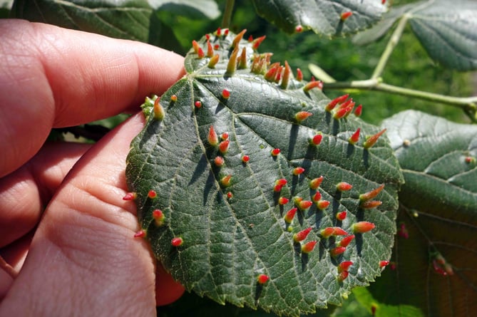 Nail galls on a lime leaf. PHOTO: Ray Cannon's nature notes.