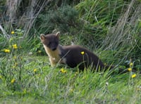 Pine martens return to South West after 100 years