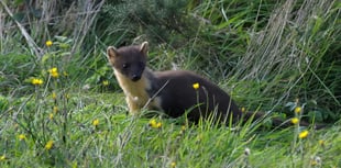 Pine martens return to South West after 100 years