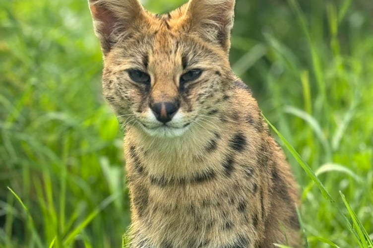 Kali, a serval which can be seen in Tropiquaria, recently turned four years old.