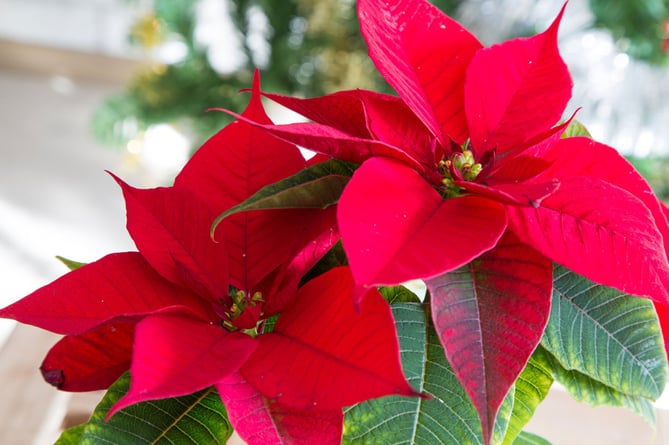 Poinsettia - the perennial Christmas favourite (Photo: Gardening Know How)