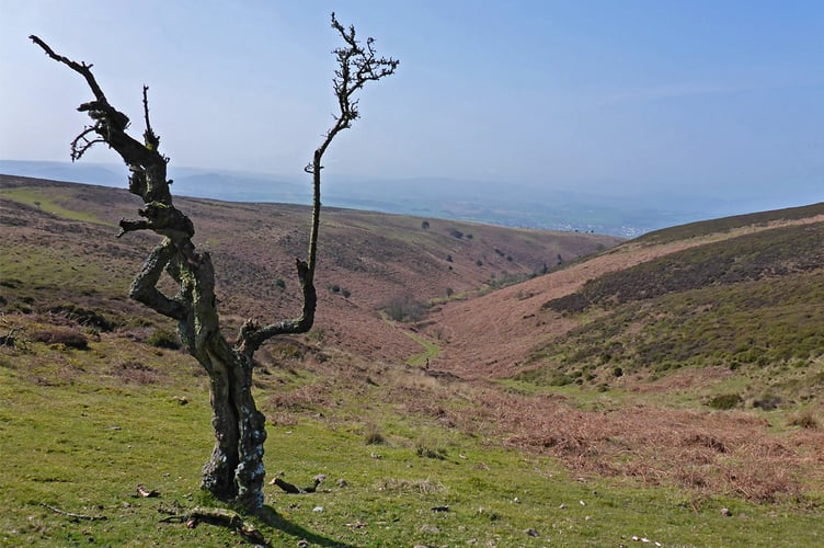 Weacombe Combe (Photo: Martin Hesp)