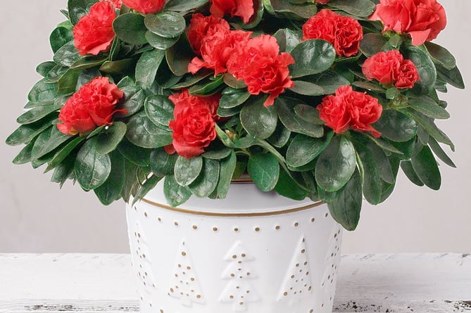 An azalea in a festive pot (Photo: Bunches) 