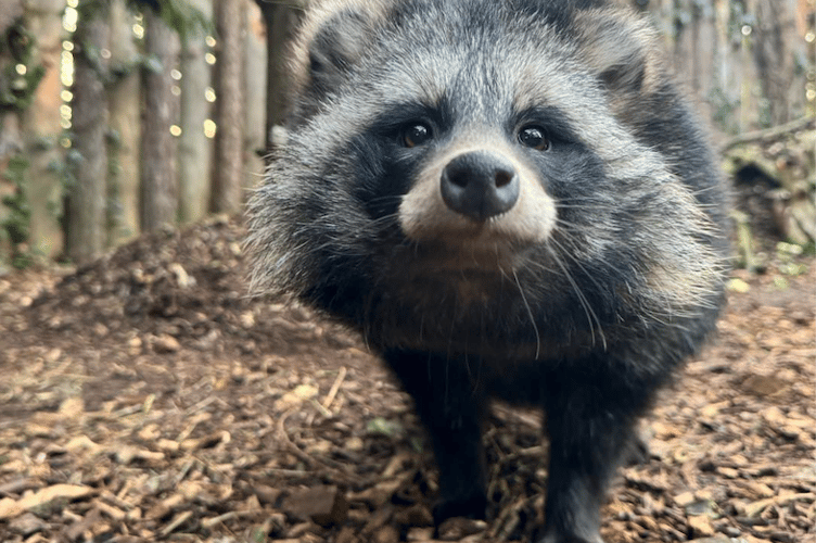 One of Tropiquaria's racoon dogs, which is growing a thick winter coat to be shed in the spring.