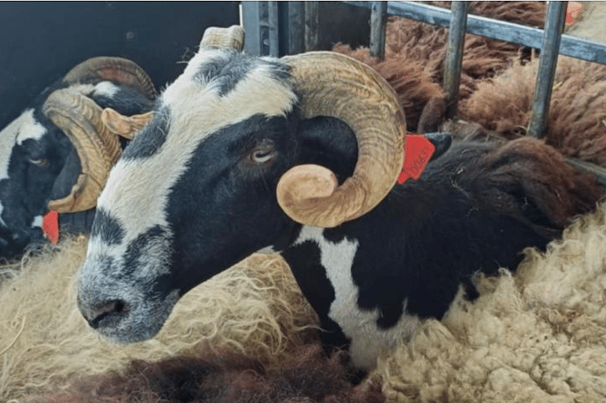 Some of the sheep in the Balkans which need shearing.