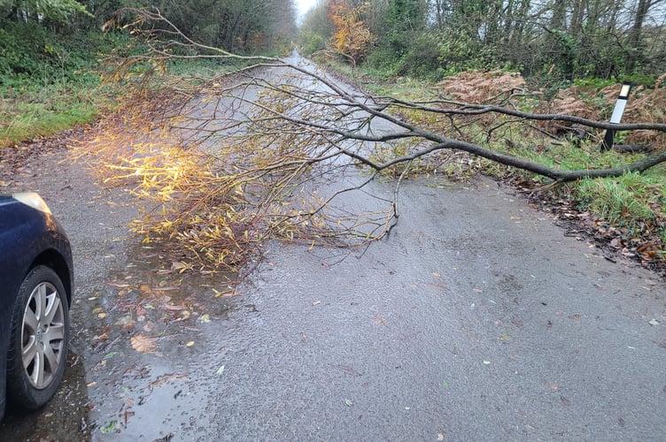 A fallen tree blocking the road in Uffculme