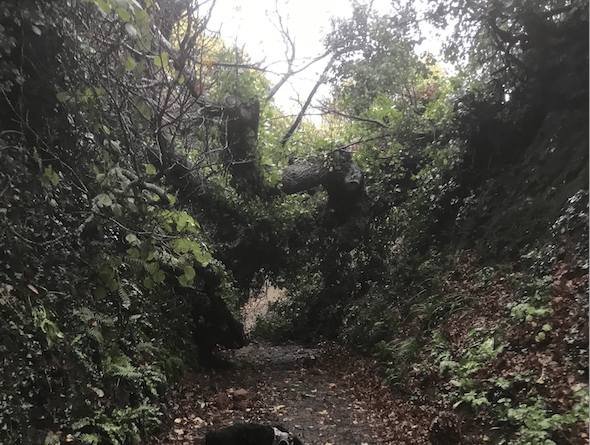 An oak tree which has fallen across a path Periton Lane, Minehead.