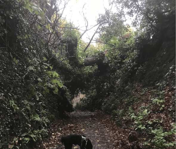 An oak tree which has fallen across a path Periton Lane, Minehead.