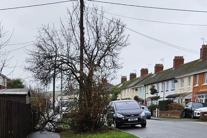 Damaged Tree in Watchet