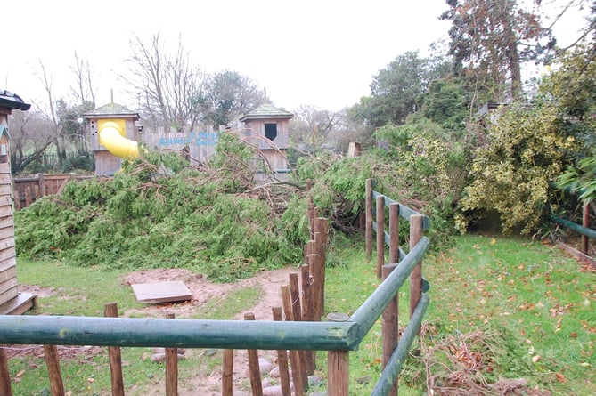 Some of the trees brought down at Tropiquaria Zoo by Storm Darragh.