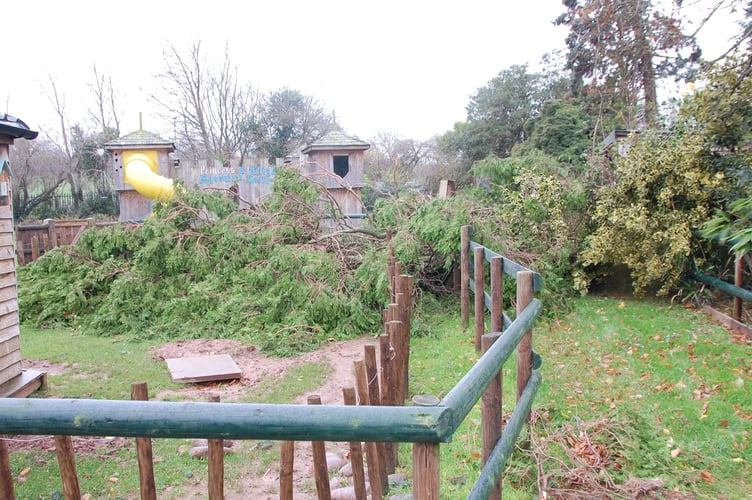 Some of the trees brought down at Tropiquaria Zoo by Storm Darragh.