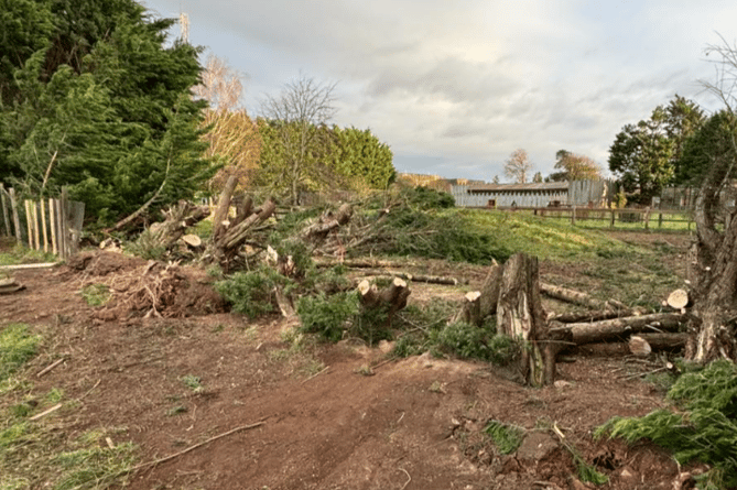 A row of trees screening Tropiquria was lost as Storm Darragh ht West Somerset.