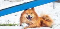 RSPCA issue advice on keeping animals safe during cold snap