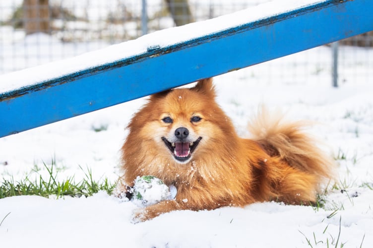 RSPCA have issued tips on how to help animals and wildlife stay warm during the current cold freeze