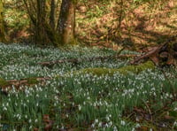 Annual snowdrop spectacular about to start