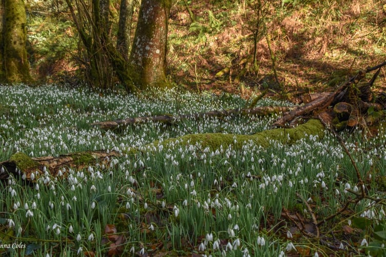 A view of Snowdrop Valley last year. PHOTO: Leanne Coles.