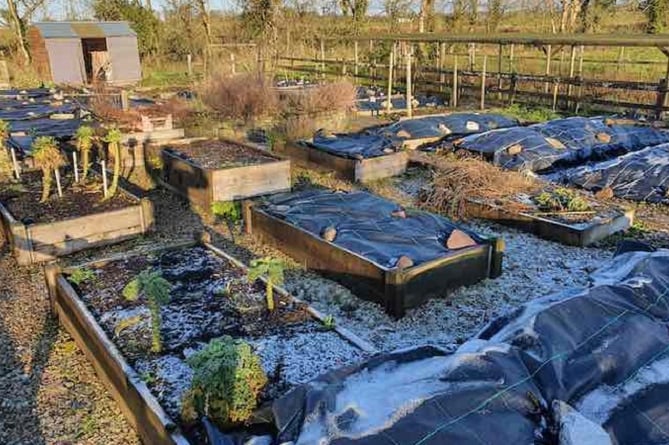 Vegetable beds covered with plastic sheets (Photo: Quickcrop)
