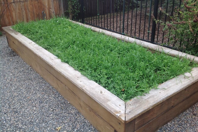 A raised bed protected by green manure (Photo: Betty Cahill)