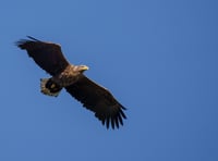 Chance to find out about rare white-tailed eagle at Exmoor event